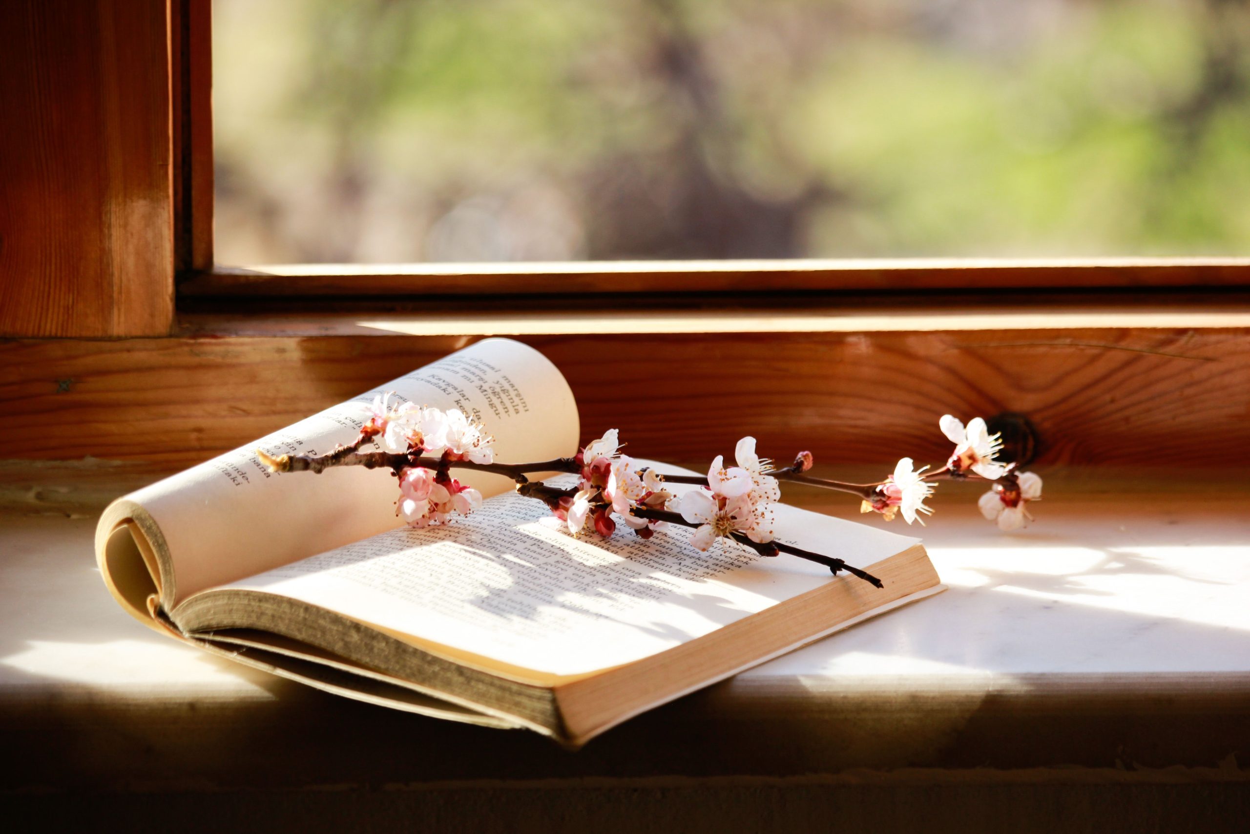 Negozio Open book with cherry blossoms on windowsill, capturing spring's essence.